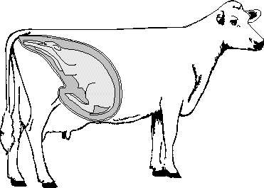 E/LMS 12603: Parturition